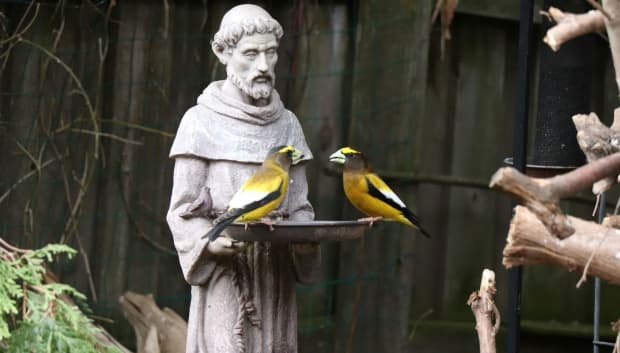 Paróquias da Diocese de Piracicaba comemoram a Festa de São Francisco de Assis