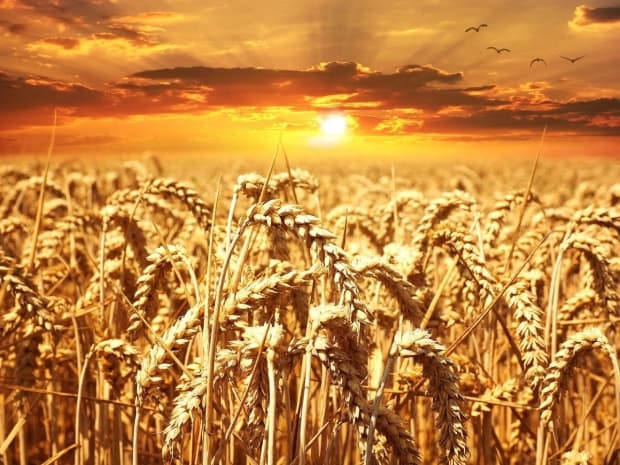 Laudato si: três webinars abordam a segurança alimentar para o futuro