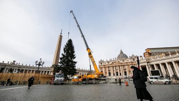 Árvore de Natal chega à Praça São Pedro